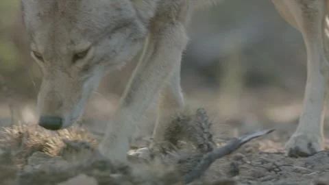 Coyote in the Sonoran Desert Stock Footage 266274012