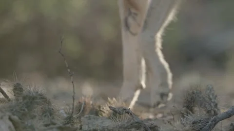 Coyote in the Sonoran Desert Stock Footage 266274013