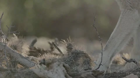 Coyote in the Sonoran Desert Stock Footage 266274026
