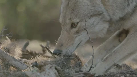 Coyote in the Sonoran Desert Stock Footage 266274028