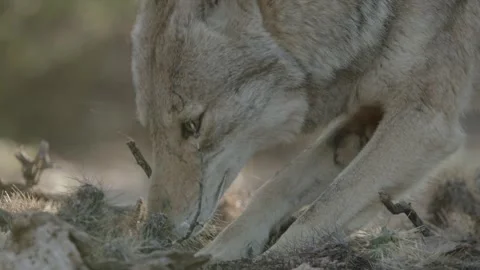 Coyote in the Sonoran Desert Stock Footage 266274045