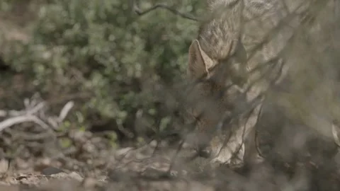 Coyote in the Sonoran Desert Stock Footage 266274046