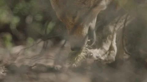 Coyote in the Sonoran Desert Stock Footage 266274056