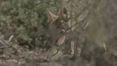 Coyote in the Sonoran Desert Stock Footage 266274064
