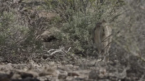 Coyote in the Sonoran Desert  Stock Footage 266274072