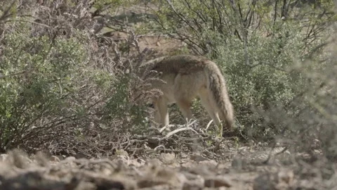 Coyote in the Sonoran Desert  Stock Footage 266274079