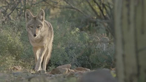Coyote in the Sonoran Desert  Stock Footage 266274090