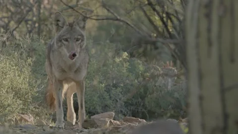 Coyote in the Sonoran Desert  库存影片 266274100
