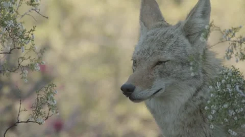 Coyote in the Sonoran Desert Stock Footage 266274110