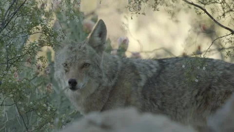 Coyote in the Sonoran Desert Stock Footage 266274116