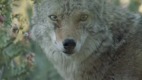 Coyote in the Sonoran Desert Stock Footage 266274122