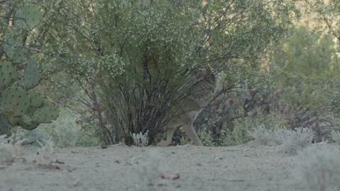 Coyote in the Sonoran Desert Stock Footage 266274131