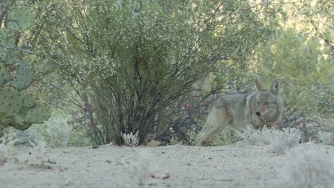 Coyote in the Sonoran Desert Stock Footage 266274136