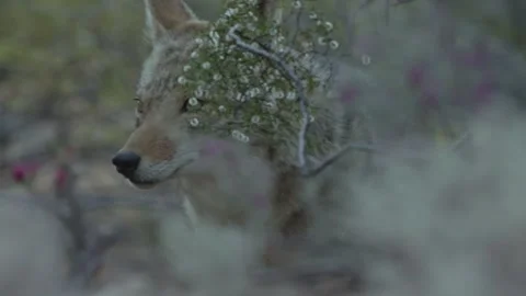 Coyote in the Sonoran Desert Stock Footage 266274144