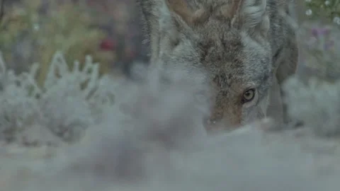 Coyote in the Sonoran Desert Stock Footage 266274148