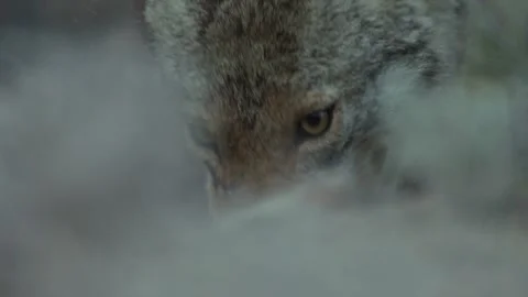 Coyote in the Sonoran Desert Stock Footage 266274161