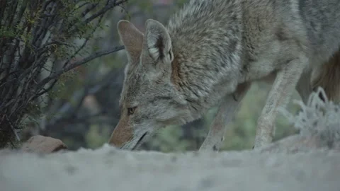 Coyote in the Sonoran Desert Stock Footage 266274165