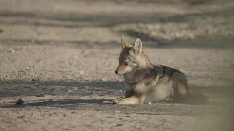 Coyote in the Sonoran Desert Stock Footage 266274178