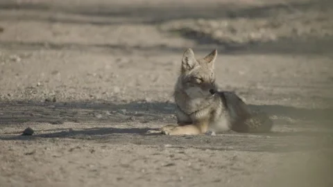 Coyote in the Sonoran Desert Stock Footage 266274180