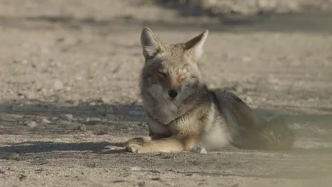 Coyote in the Sonoran Desert Stock Footage 266274193