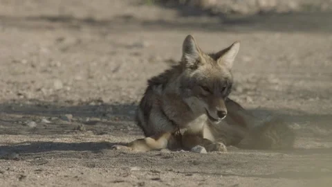 Coyote in the Sonoran Desert Stock Footage 266274215