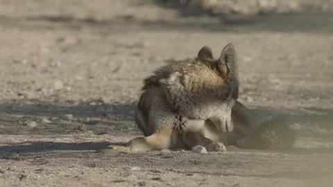 Coyote in the Sonoran Desert Stock Footage 266274216