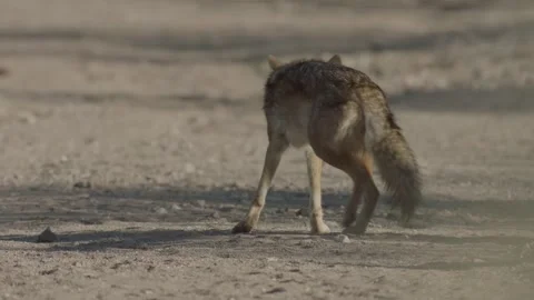 Coyote in the Sonoran Desert Stock Footage 266274236