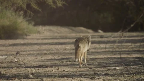 Coyote in the Sonoran Desert Stock Footage 266274249