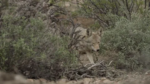 Coyote in the Sonoran Desert Stock Footage 266274339