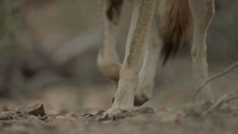 Coyote in the Sonoran Desert Stock Footage 266274362