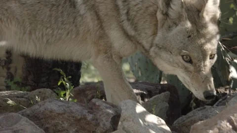 Coyote in the Sonoran Desert Stock Footage 266274379