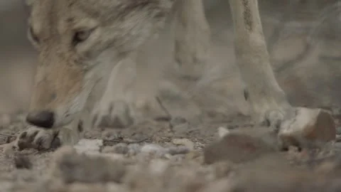 Coyote in the Sonoran Desert 库存影片 266274381