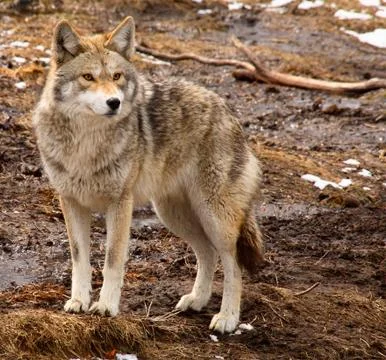 Coyote on a spring day Stock Photos