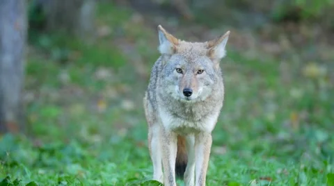 Coyote standing on grass looking around in forest Stock Footage