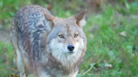 Coyote standing on grass looking around in forest 2 Stock Footage 62651832