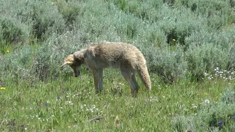 Coyote stands in the grass Stock Footage 219450843