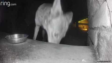 Coyote Steals Ring Camera, Lake View Terrace, California, USA - 14 Dec 2023 Video stock 266740992