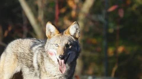 Coyote Stick Stock Footage 12712616