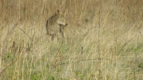 Coyote successful hunt Video stock 150529318