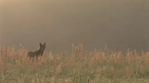 Coyote Sunrise Stock Footage 644941