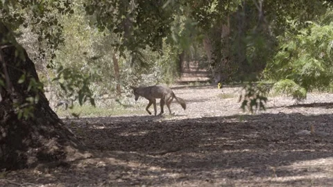 Coyote takes a crap in the forest Stock-Footage 346325858