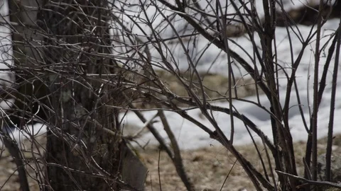 Coyote tilt down lying in winter forest Stock Footage 106593194