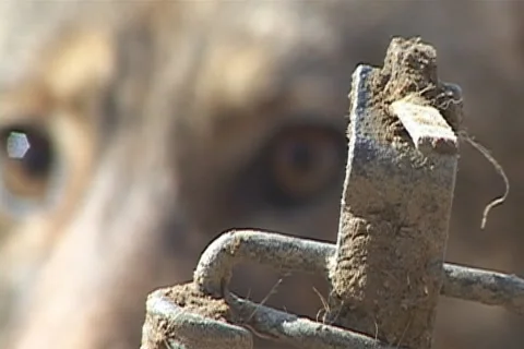 Coyote Trapping Stock Footage 1100216