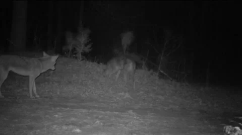 Coyote Trio Stock Footage 60057205