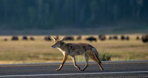 Coyote Trots Down Road With Bison Herd In The Distance Stock Photos