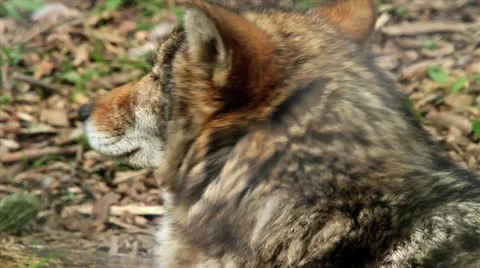 Coyote turns its head Stock Footage 17192430