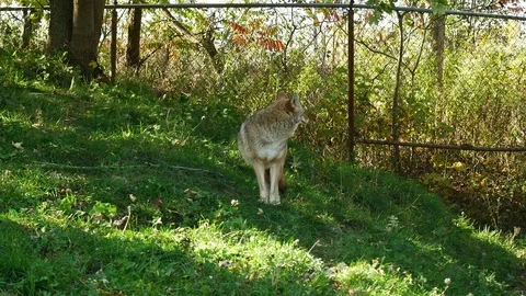 Coyote in urban environment Stock Footage 97203715