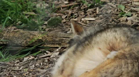 Coyote wakes Stock Footage 17194168