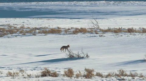 Coyote walking across snow Stock Footage