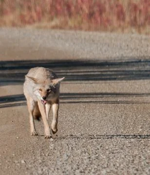 Coyote walking down a road Stock-Fotos
